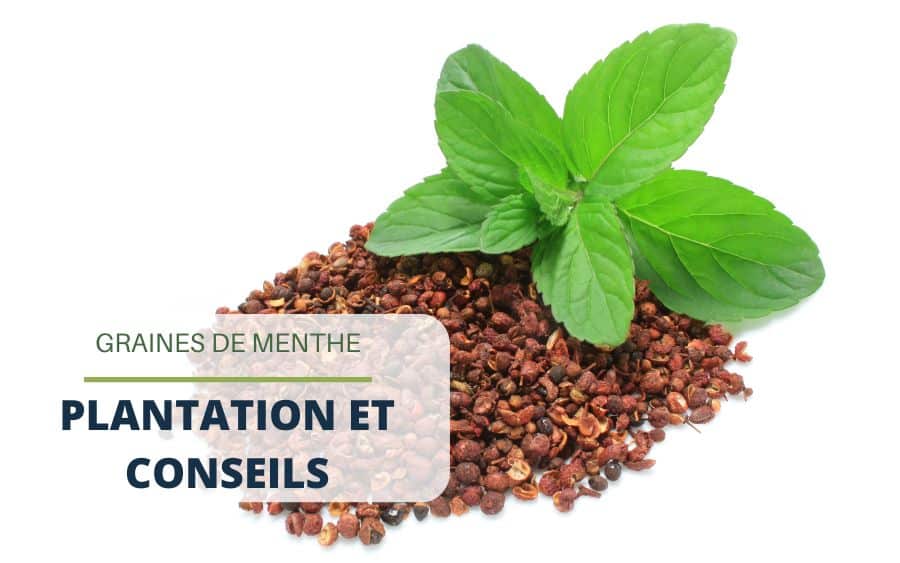 découvrez comment récupérer facilement des graines de menthe pour cultiver cette plante aromatique dans votre jardin. suivez nos conseils pratiques pour une récolte réussie et profitez des saveurs fraîches de la menthe toute l'année.